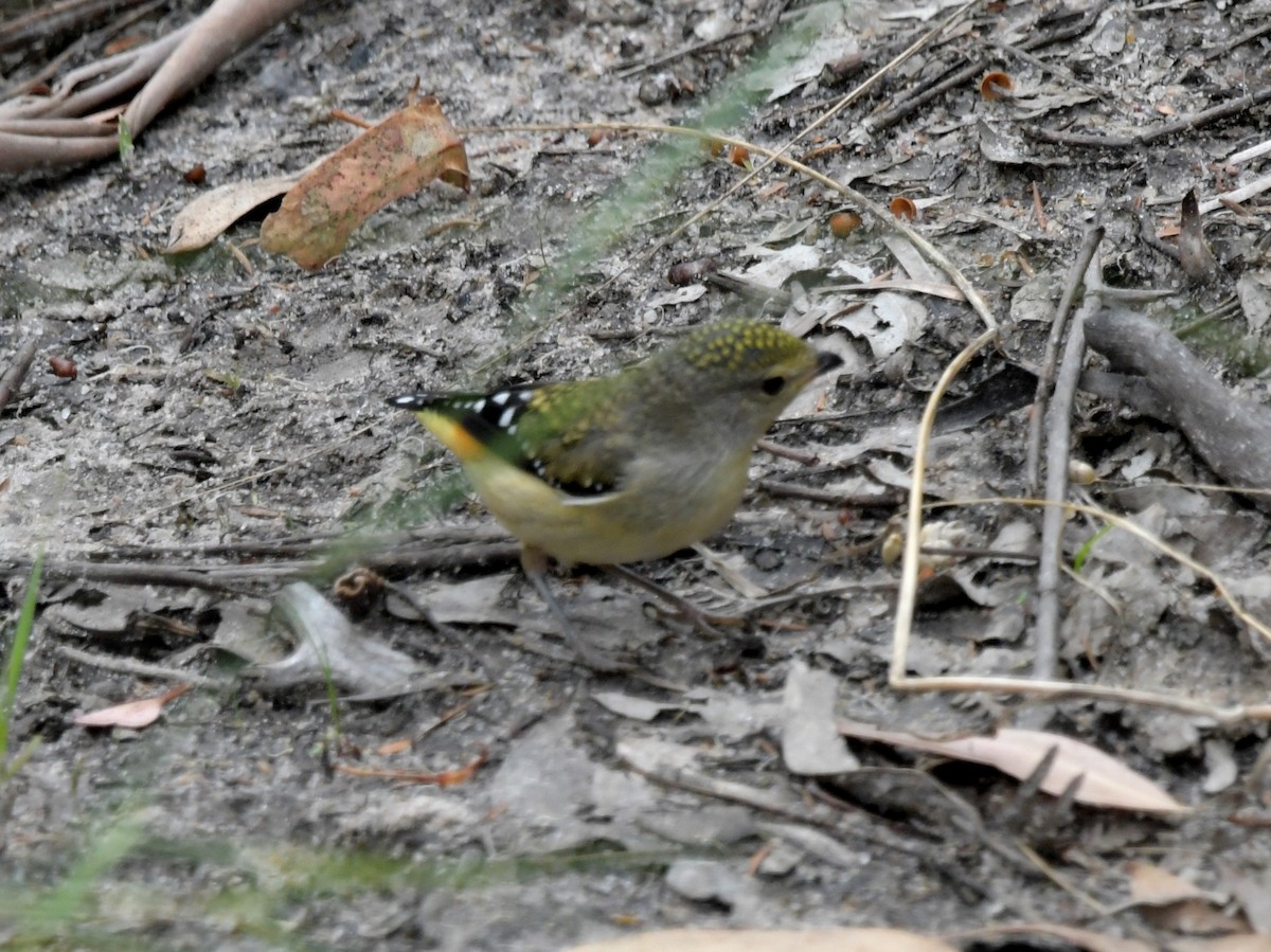 Spotted Pardalote - ML613969343