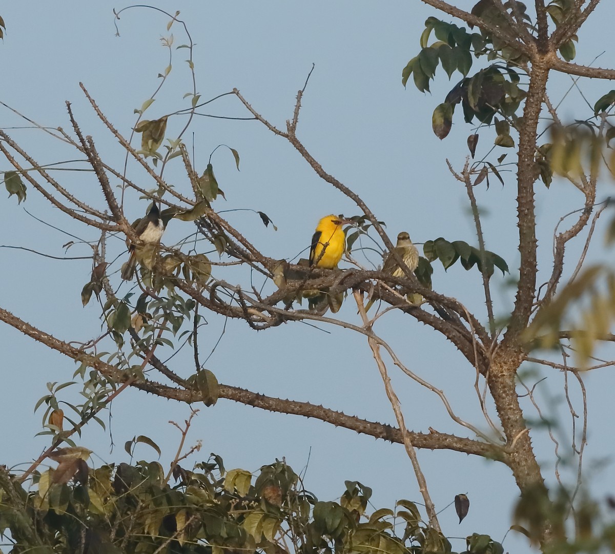 Indian Golden Oriole - ML613969417