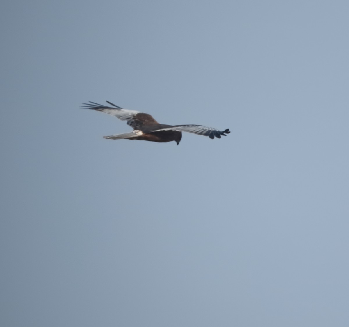 Western Marsh Harrier - Savio Fonseca (www.avocet-peregrine.com)
