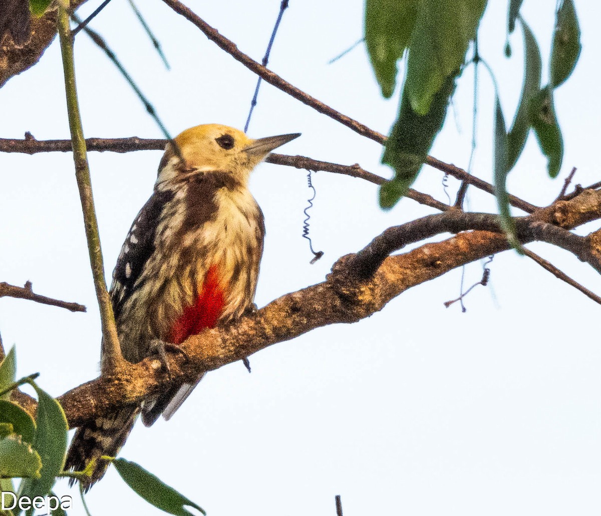 Yellow-crowned Woodpecker - ML613969602
