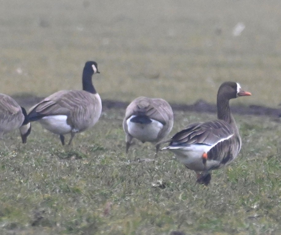 Greater White-fronted Goose - ML613969760