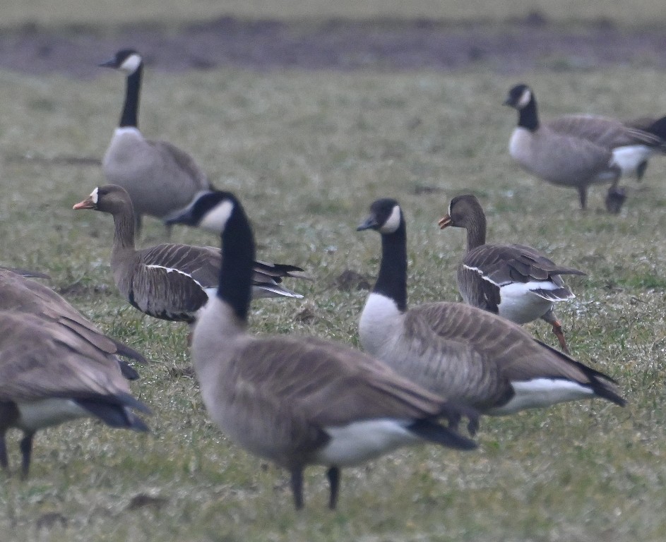Greater White-fronted Goose - ML613969761
