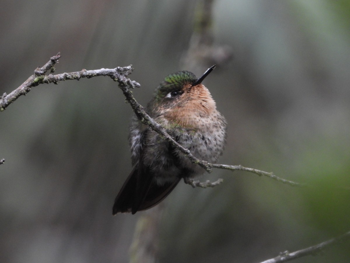 kolibřík dřišťálový - ML613969819