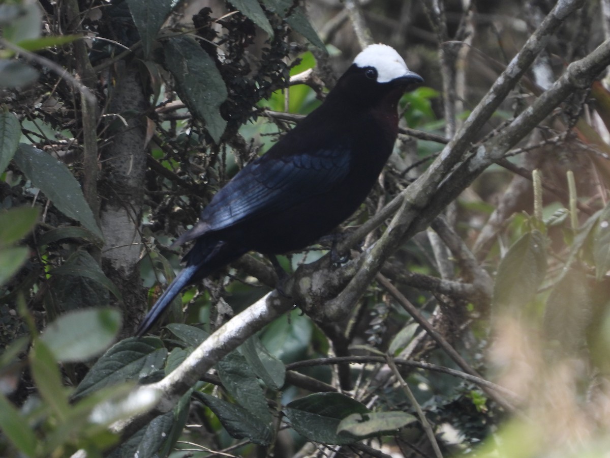 White-capped Tanager - ML613969828