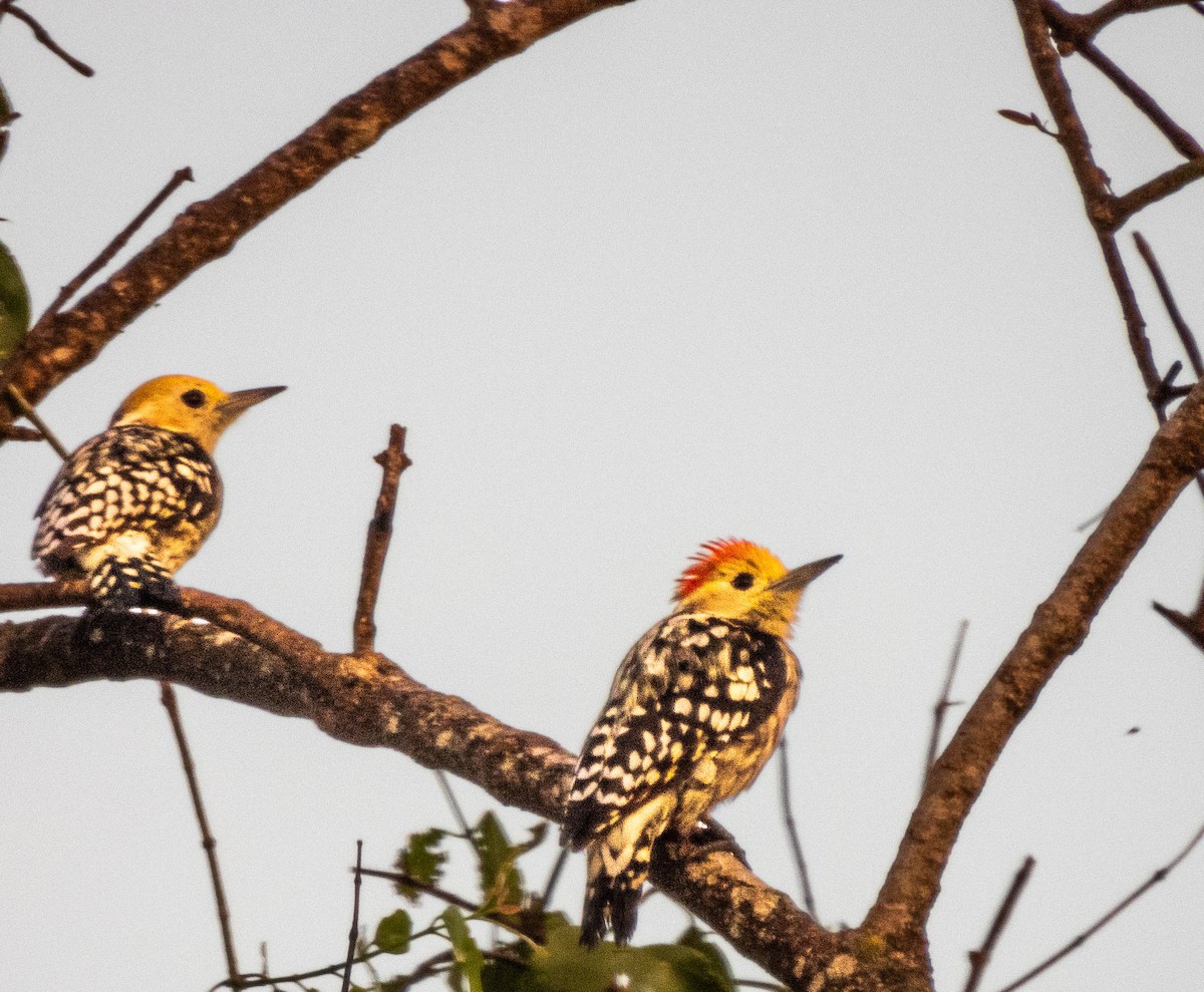 Yellow-crowned Woodpecker - ML613970032
