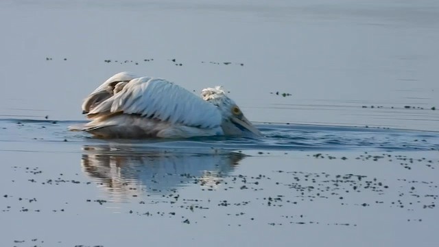 pelikán skvrnozobý - ML613970068
