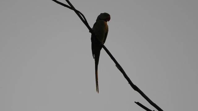 Александрийский попугай - ML613970188