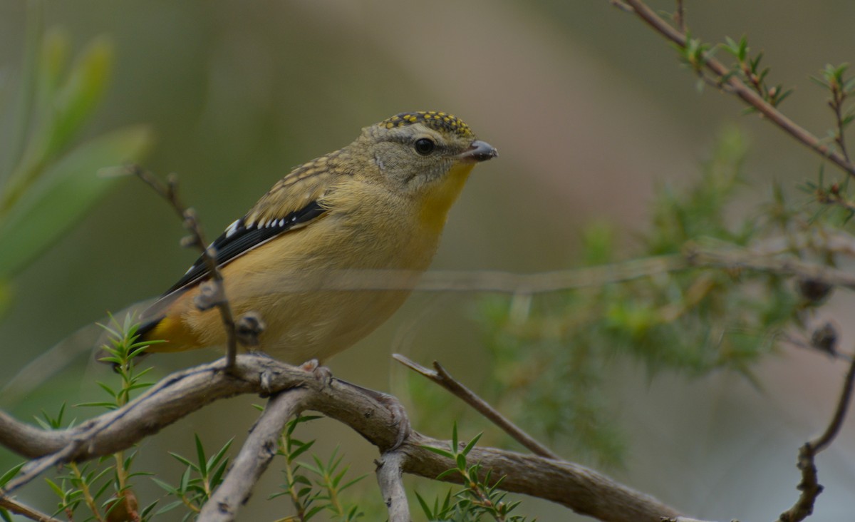 Spotted Pardalote - ML613970190