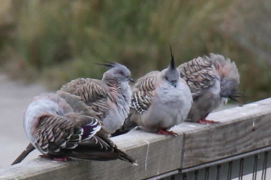 EBird Checklist 25 Jan 2024 NICKS PERCH 41 Species   1200