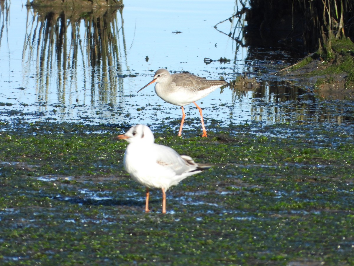 Spotted Redshank - ML613970442