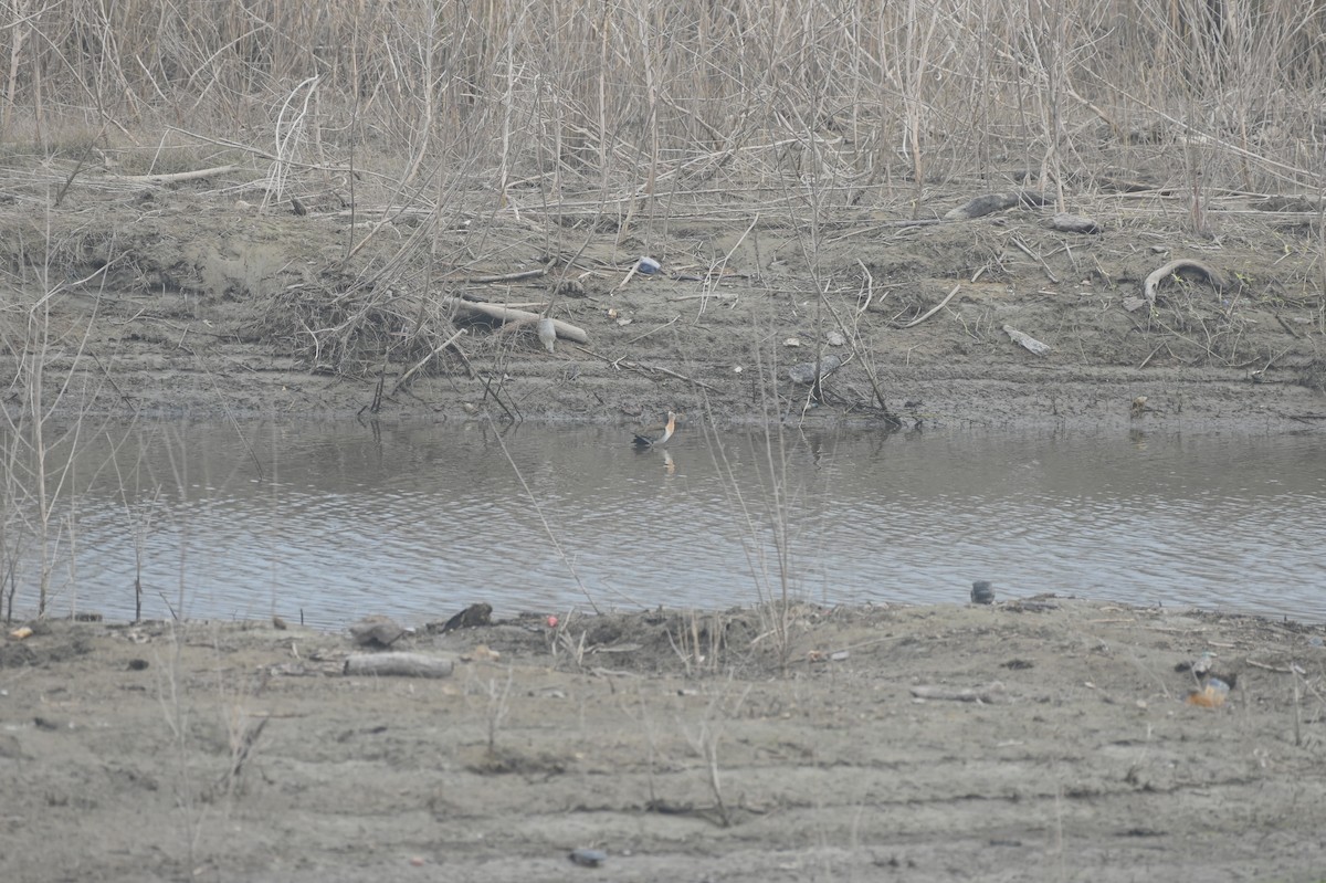 Pheasant-tailed Jacana - ML613970516