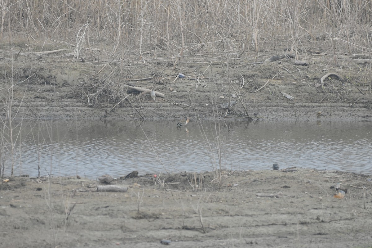 Pheasant-tailed Jacana - ML613970518