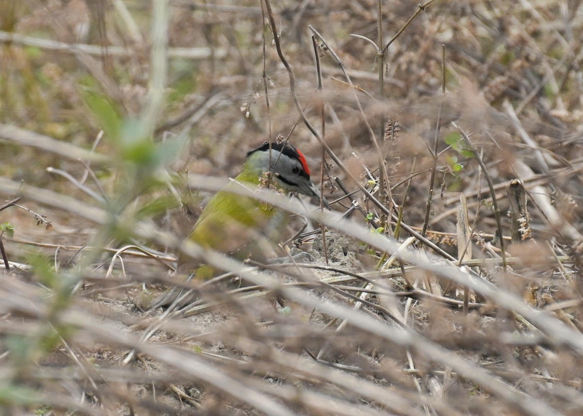 Gray-headed Woodpecker - ML613970841
