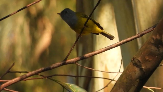 Gray-headed Canary-Flycatcher - ML613970980