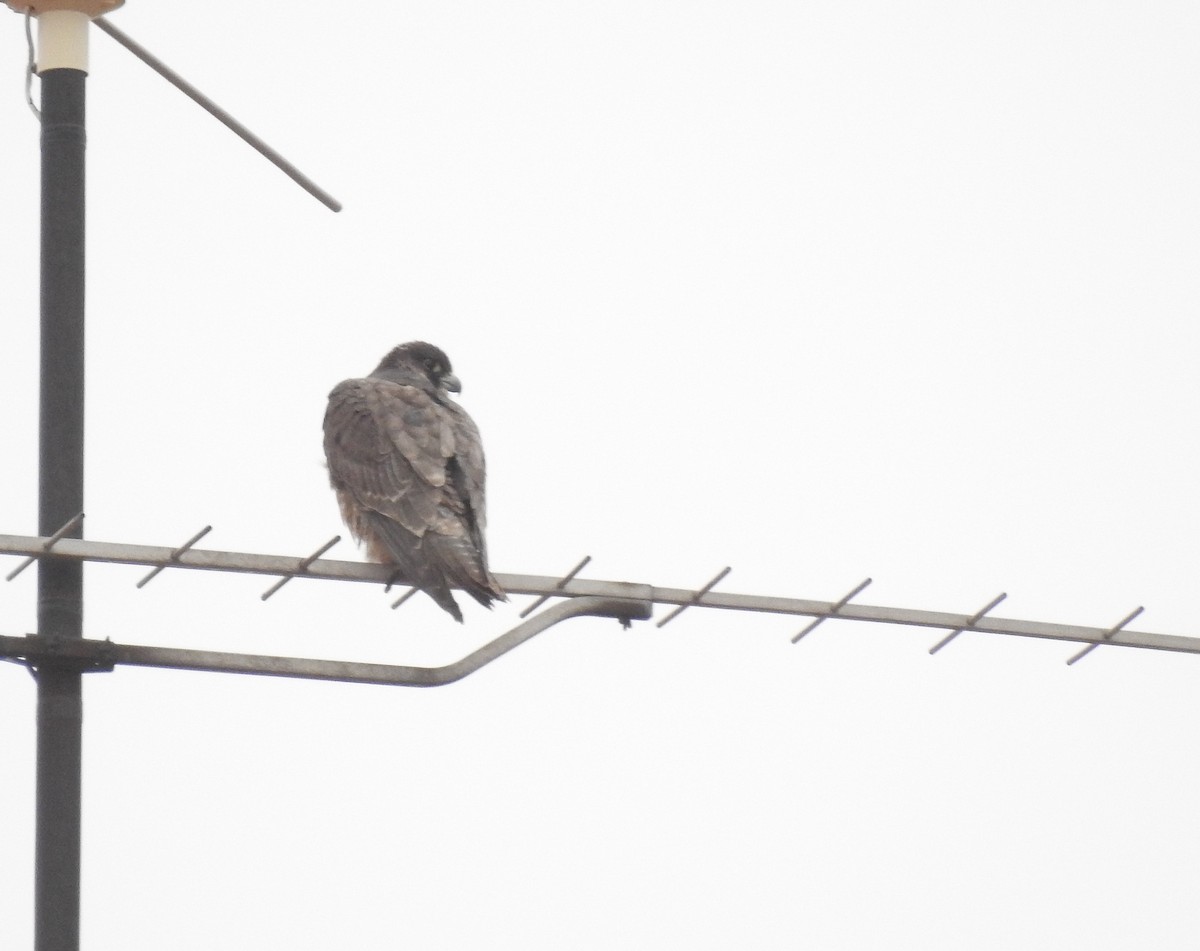 Peregrine Falcon (Mediterranean) - ML613971036