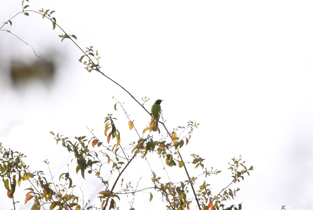 Jerdon's/Golden-fronted Leafbird - Aditya Pradhan
