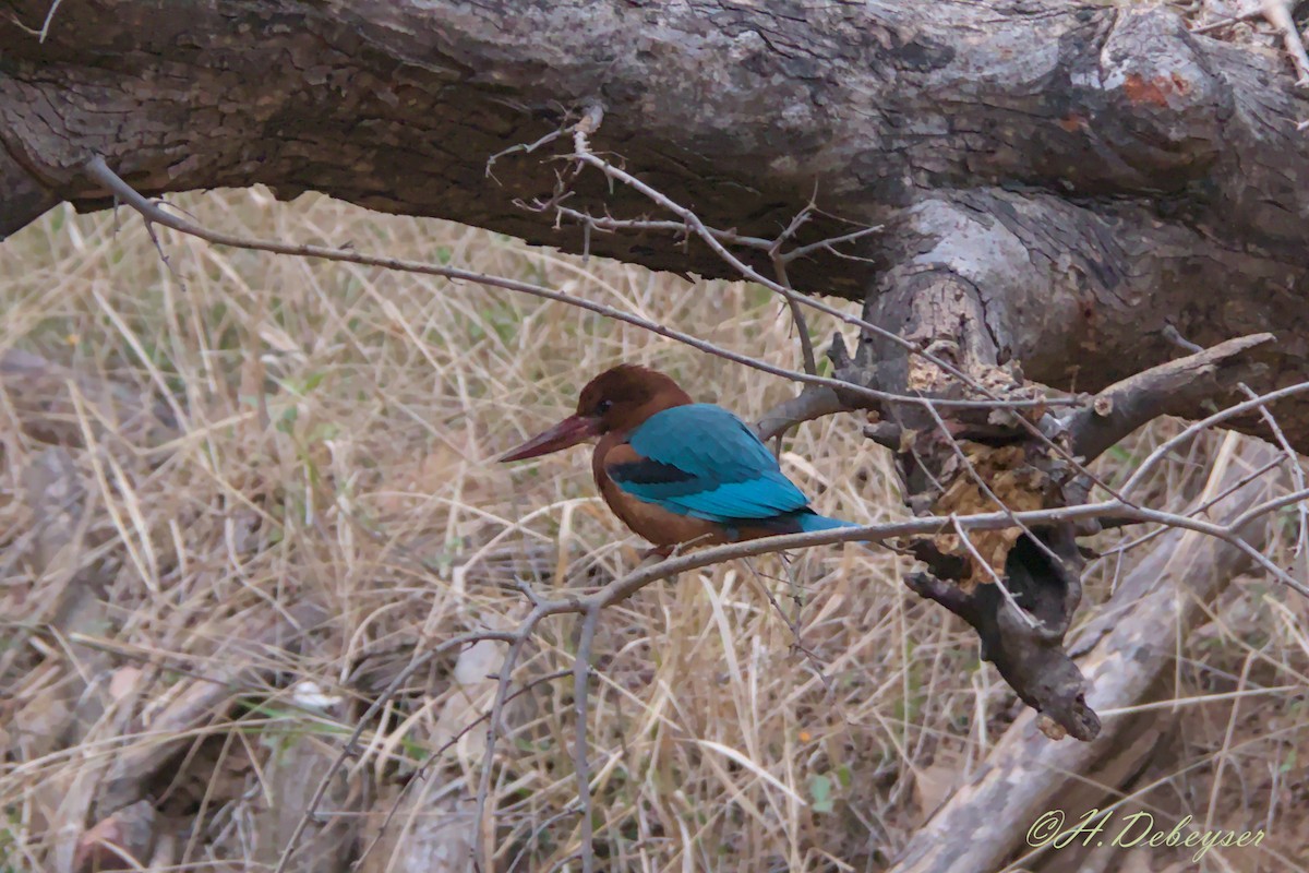 White-throated Kingfisher - Hugues Debeyser