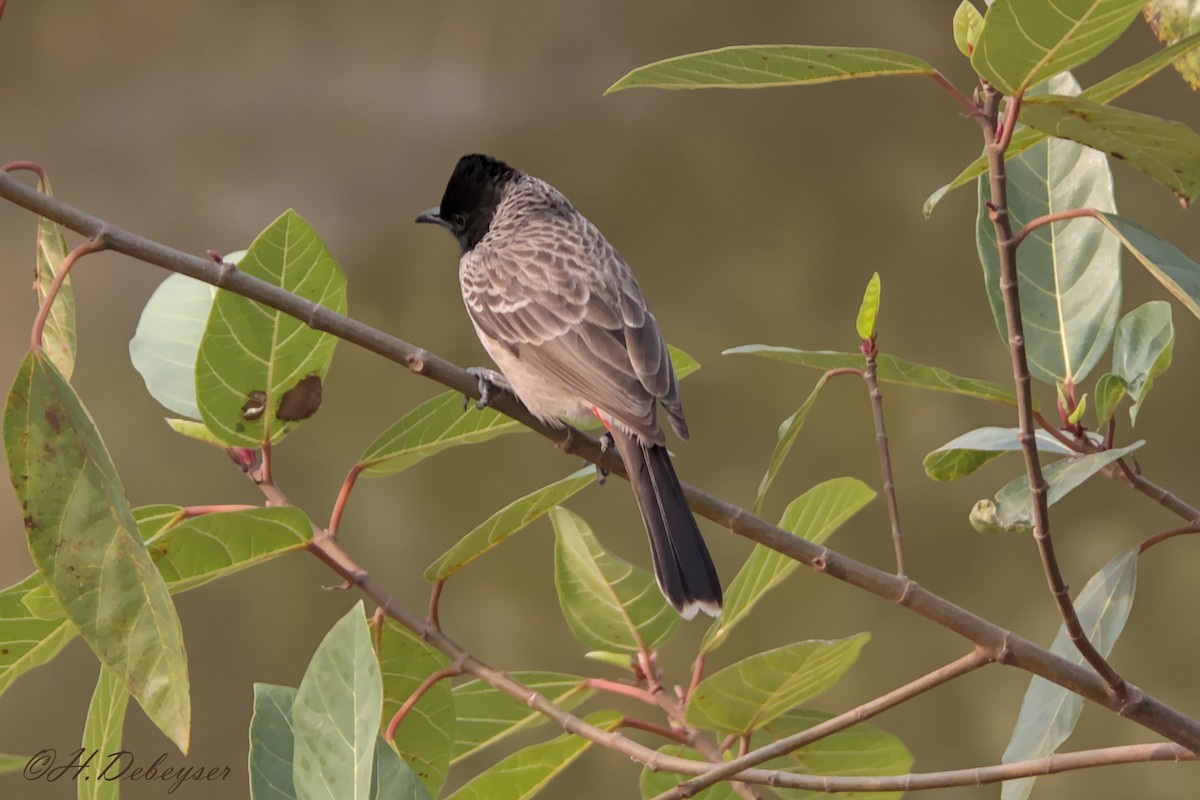 Red-vented Bulbul - ML613971274