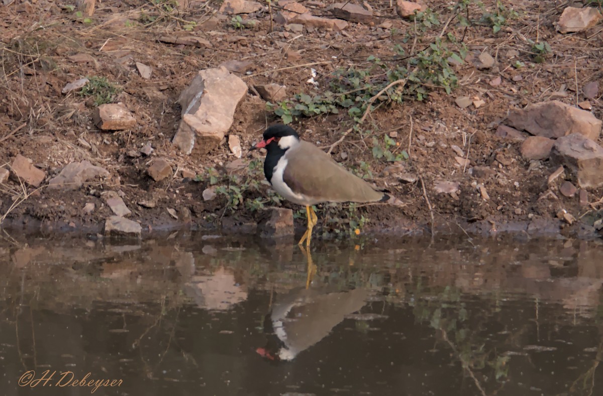 Red-wattled Lapwing - Hugues Debeyser