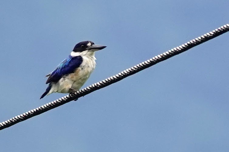 Forest Kingfisher - ML613971330