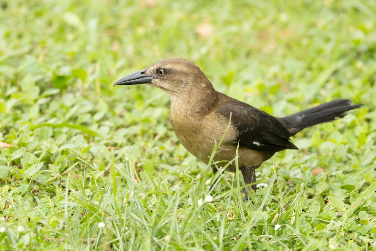 Great-tailed Grackle - ML613971332