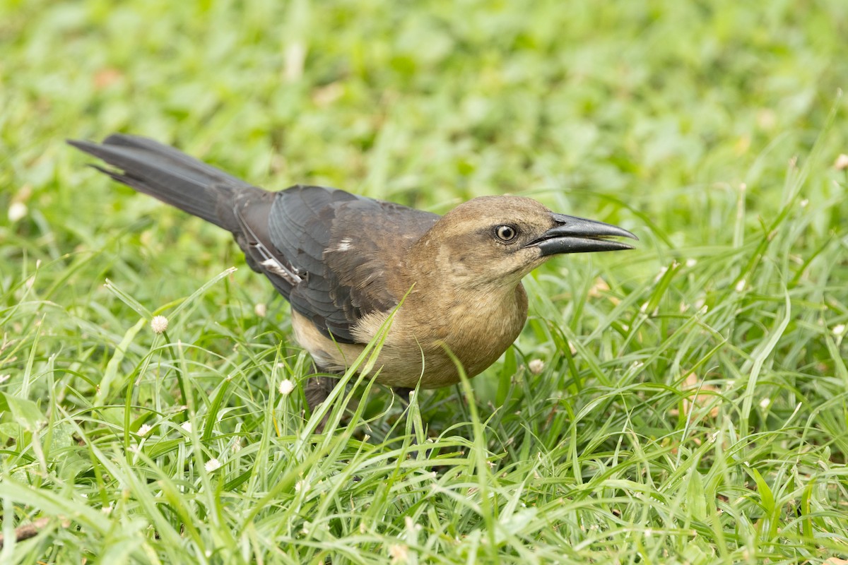 Great-tailed Grackle - ML613971333
