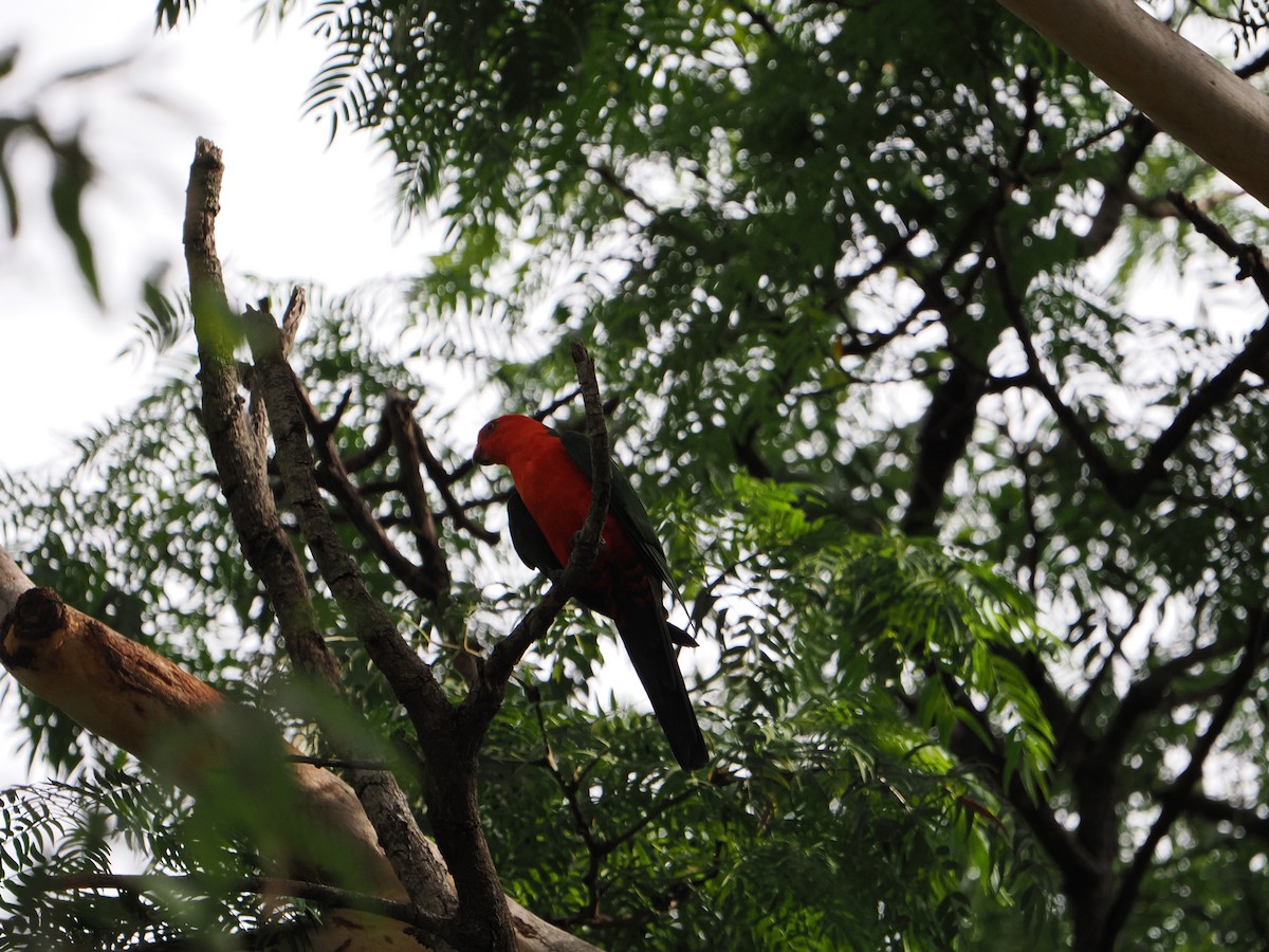 Australian King-Parrot - ML613971515