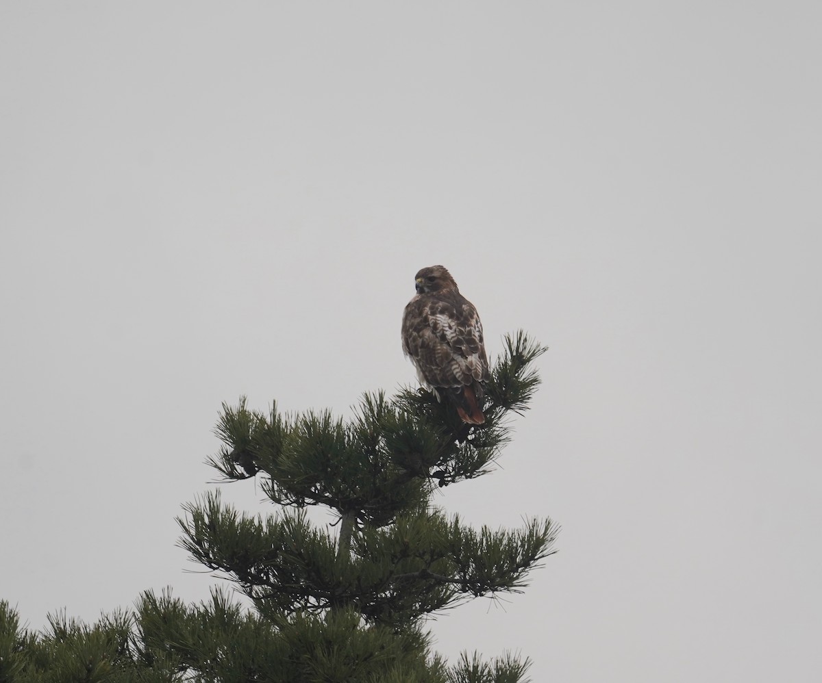 Red-tailed Hawk - ML613971646