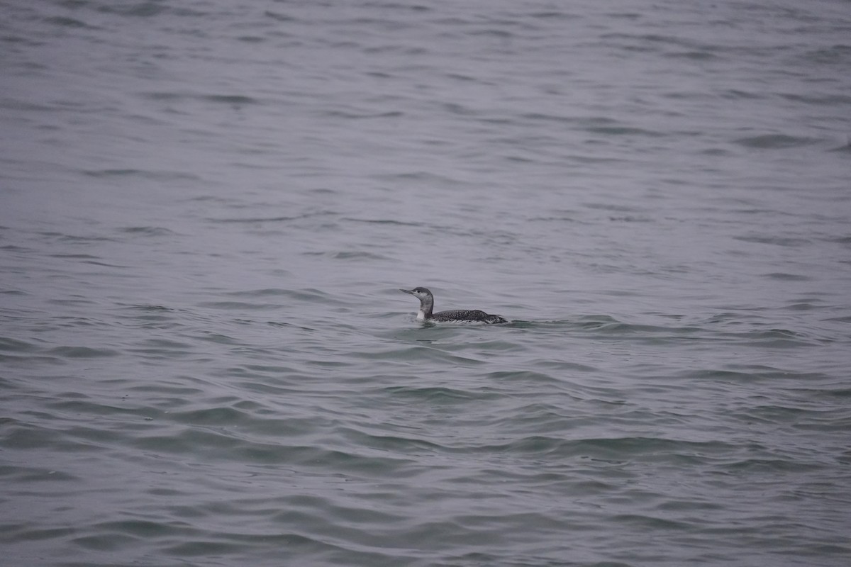 Red-throated Loon - ML613971718