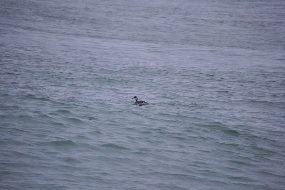 Red-necked Grebe - ML613971719
