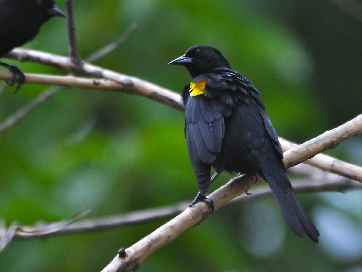 Yellow-shouldered Blackbird - ML613971727