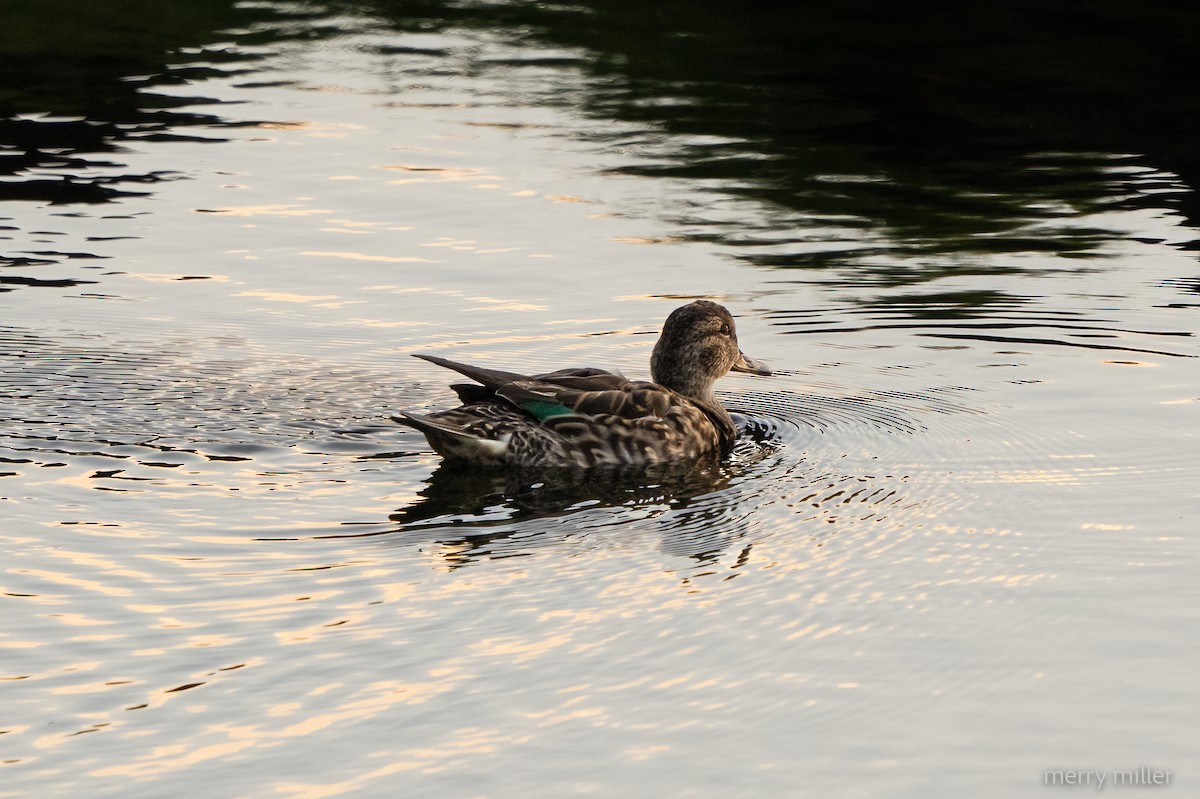 Green-winged Teal - Merry Miller