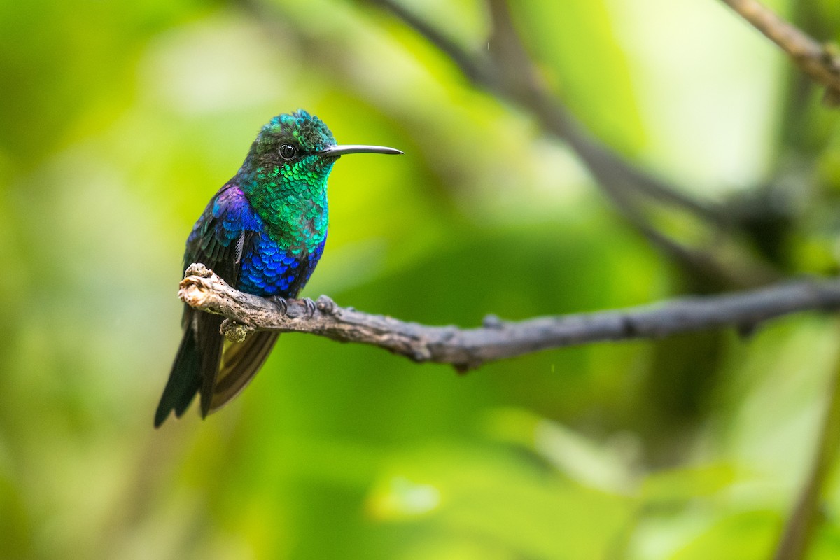 kolibřík vidloocasý - ML613971764