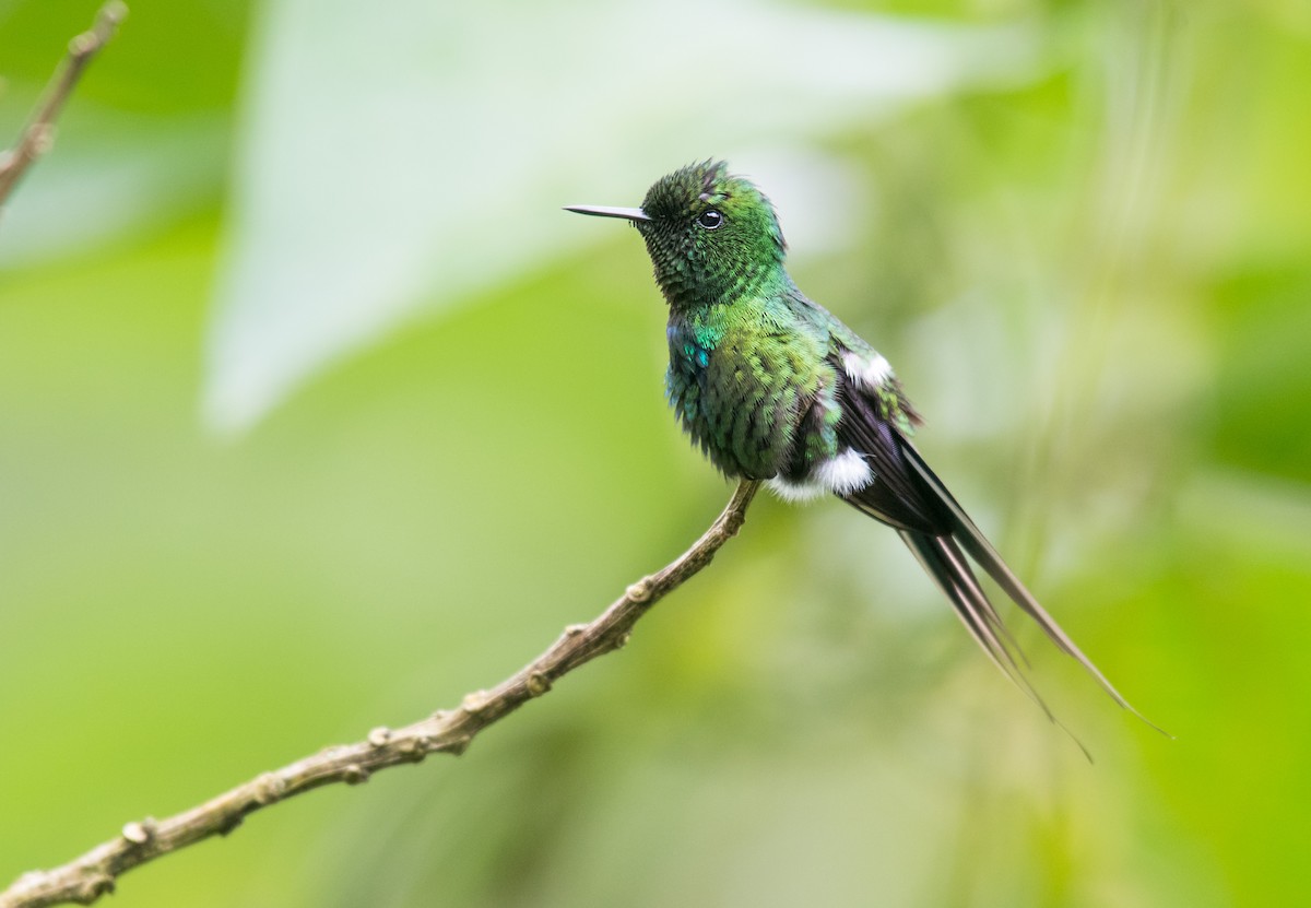 kolibřík trnoocasý - ML613971769