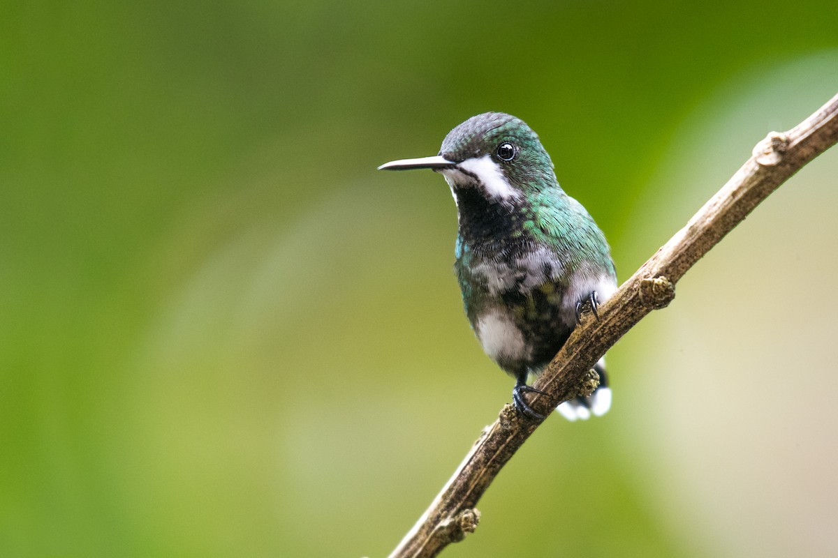 kolibřík trnoocasý - ML613971846