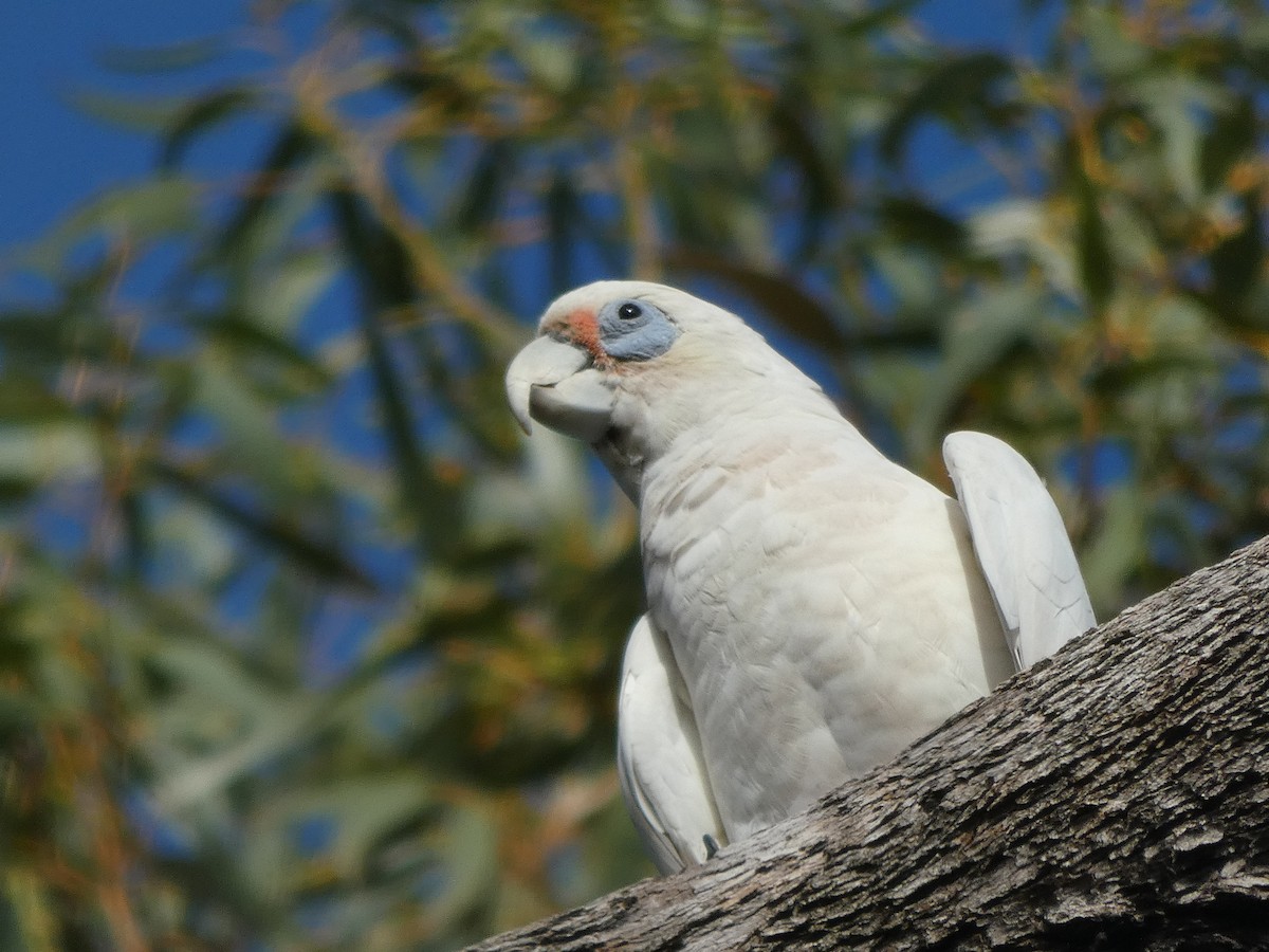 kakadu hrabavý - ML613971932