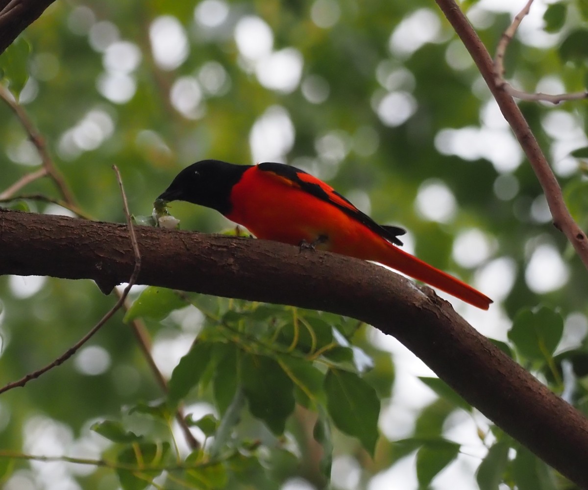 赤紅山椒鳥 - ML613971980