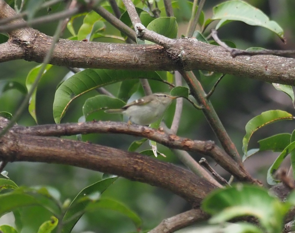 Yellow-browed Warbler - ML613972126