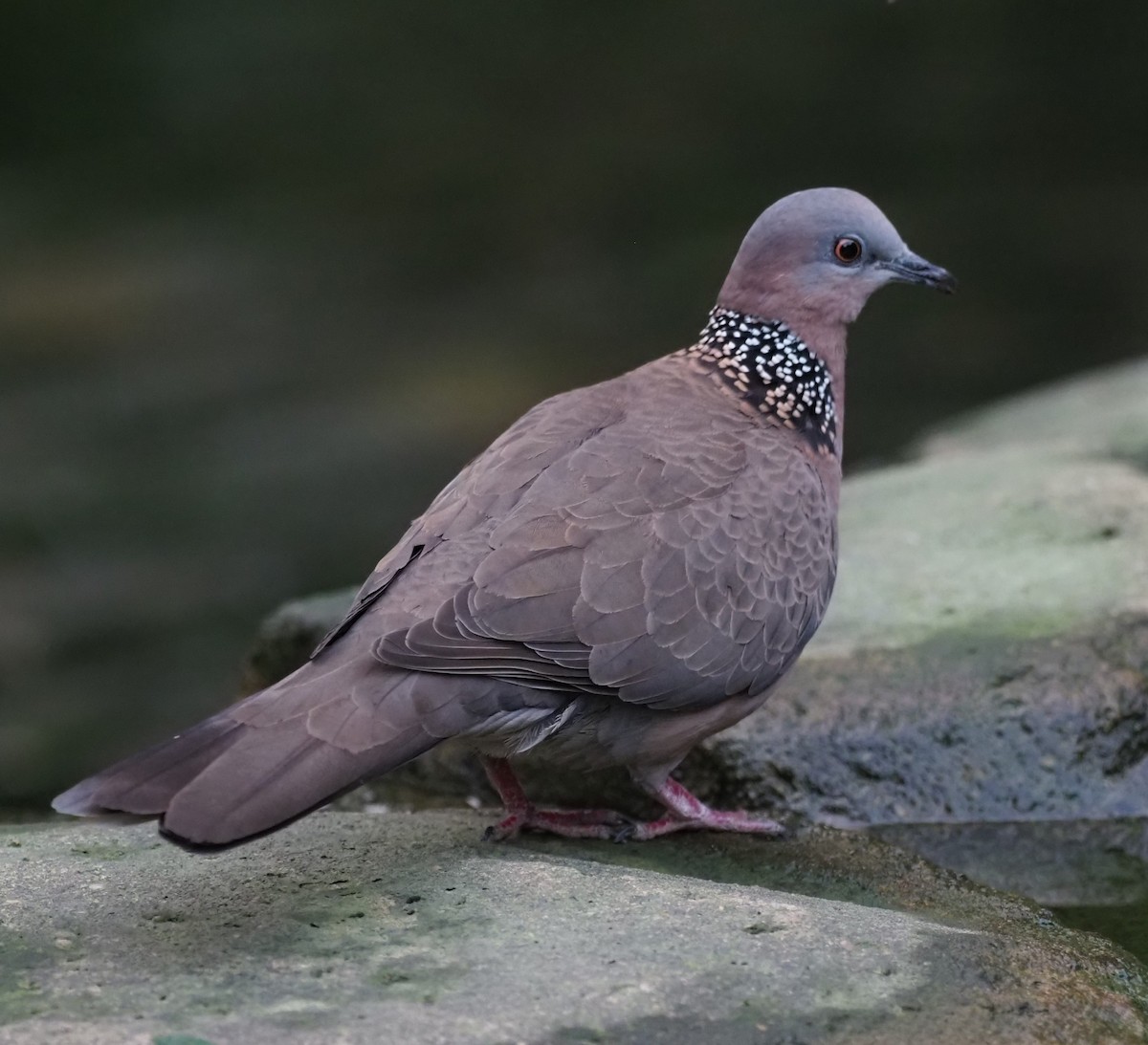 Spotted Dove - ML613972136