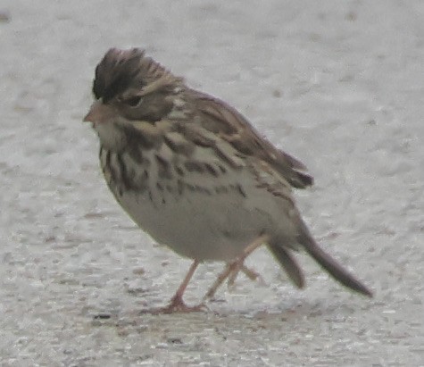 ML613972152 - Lincoln's Sparrow - Macaulay Library