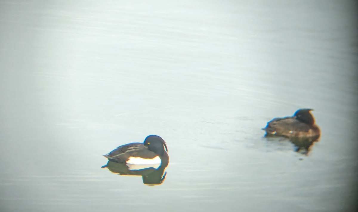 Tufted Duck - ML613972231