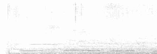 Антильский тиранн - ML613972419