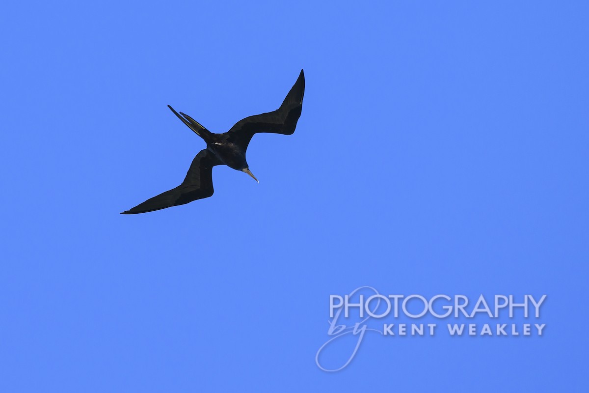 Magnificent Frigatebird - Kent Weakley