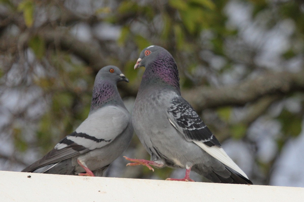 Rock Pigeon (Feral Pigeon) - ML613972812