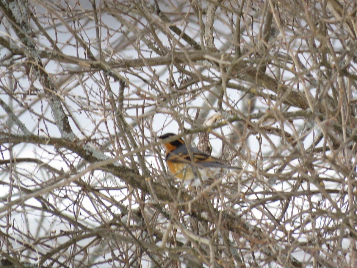 EBird Checklist 22 Jan 2024 Milford ME 04461 11 Species   1200