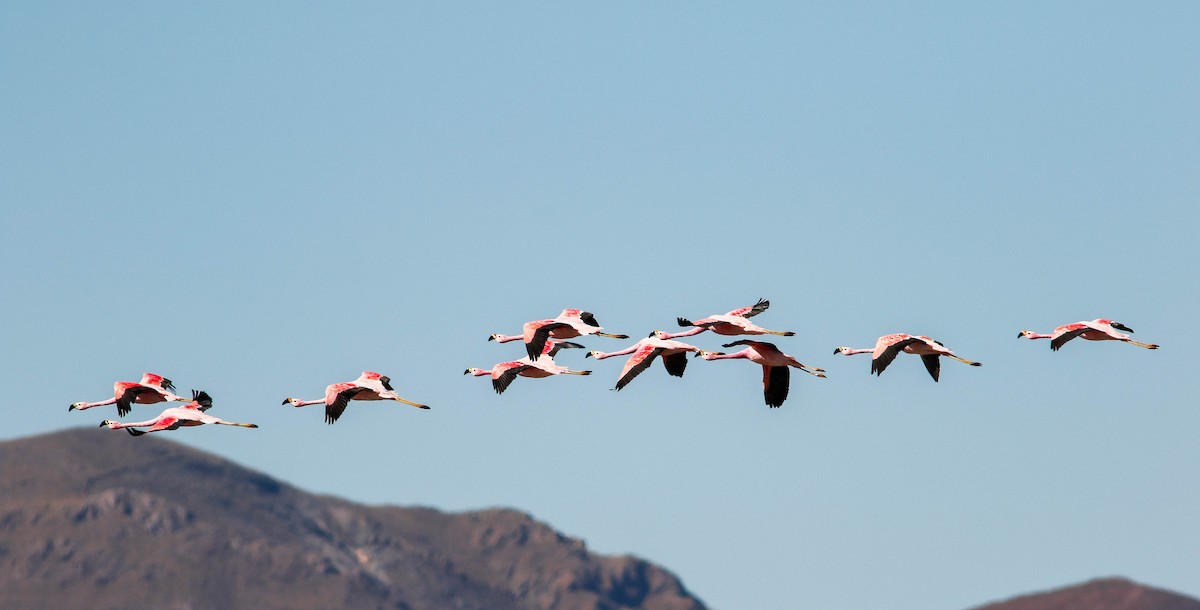 Andean Flamingo - ML613973365