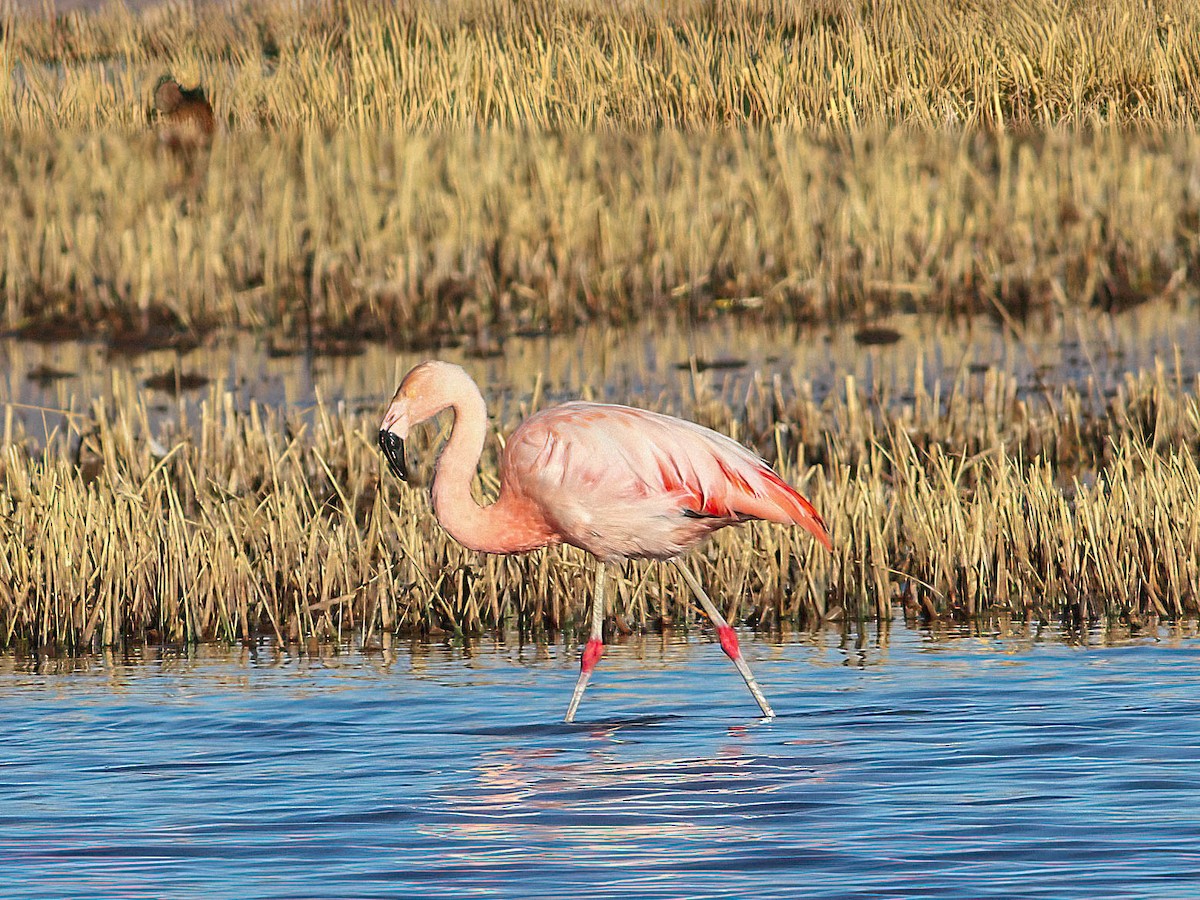 Chilean Flamingo - ML613973398