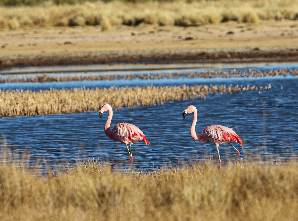 Chilean Flamingo - ML613973404
