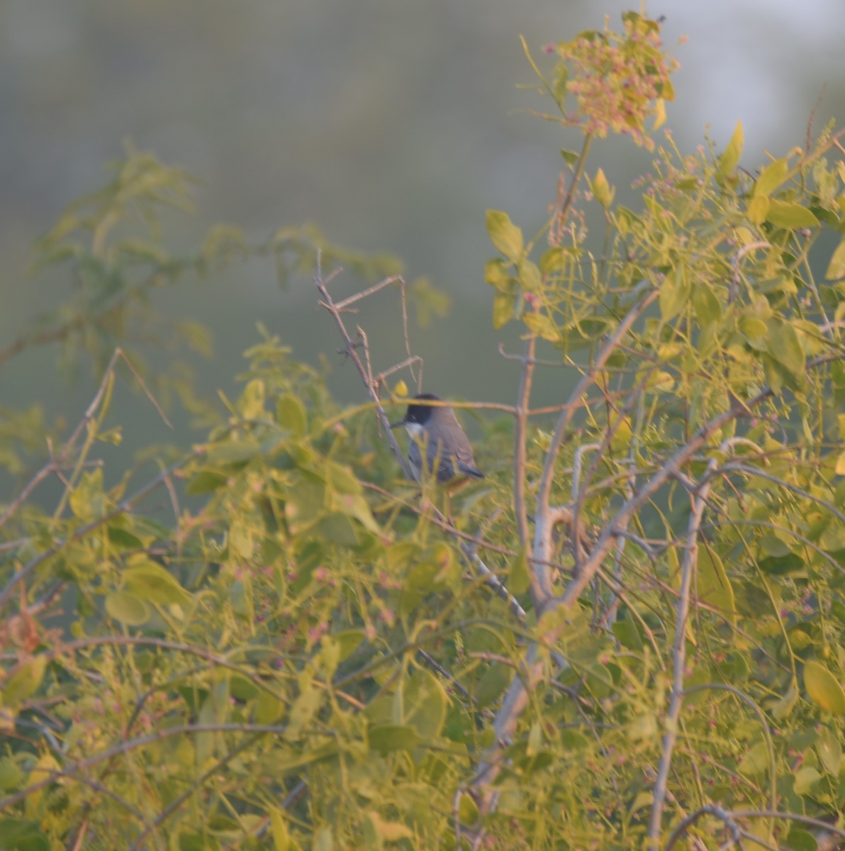 Eastern Orphean Warbler - Sujata Phadke