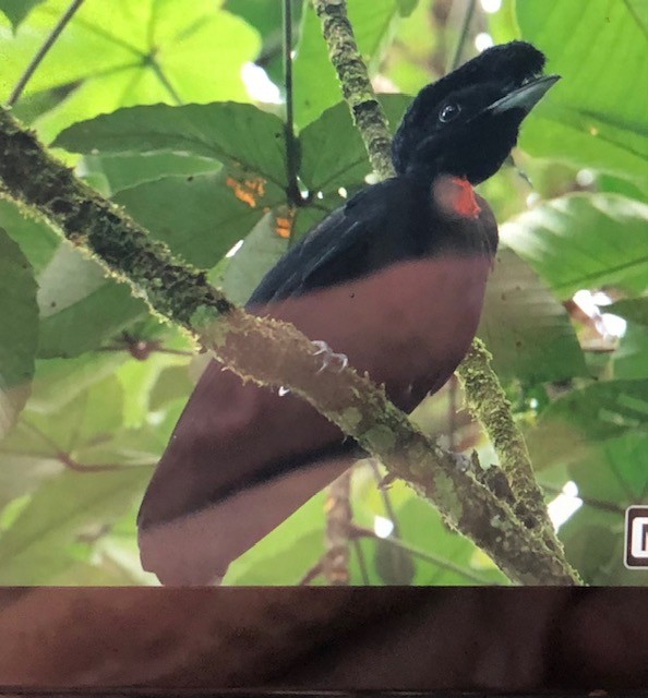 Bare-necked Umbrellabird - ML613973574